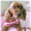 코카 이미지