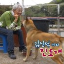 진도개 사랑 이미지