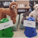 강아지공간 이미지