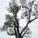 모화1리 이미지