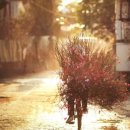체리트리(CHERRY TREE) 이미지