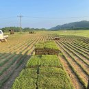 삼일농장 이미지