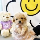 베베독 강아지분양 대구본점 이미지