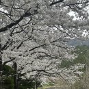 경남 밀양 벚꽃 명소, 밀양 안태공원, 밀양 삼랑진 양수 발전소