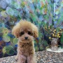 슈가독살롱 이미지