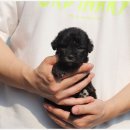 몽냥몽냥 강아지분양 은평점 이미지