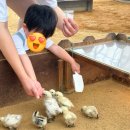 김포메추리농장 | 부천 나눔농장에서 동물체험~ 부천/김포 24개월 아기랑 가기 좋은 곳!