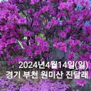 2024년4월14일(일)경기 부천 원미산 진달래 이미지