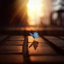 버터플라이(Butterfly)
