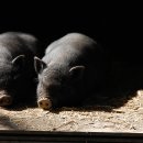 돼지두마리 이미지