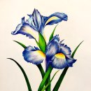 보타니컬아트(중급) 이미지