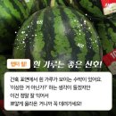 슈박 이미지