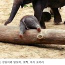 아기코끼리 이미지