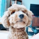 토리식품 이미지