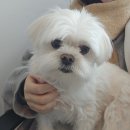 케니애견돌봄센터 이미지