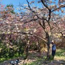 [ 4 / 14 ] 구봉산,중앙공원 겹벚꽃 둘레길 도보 사진 이미지