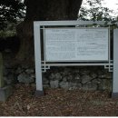 영평조록나무 이미지