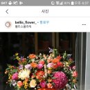 벨리스플라워