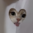 성불나라 | 2025 F1 🇦🇪 아부다비 그랑프리 직관 후기 EP.2