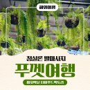 푸드팩토리 | 푸껫 여행 마지막 날 딘소리조트 레이트 체크아웃 | 출국 전 힐링! 정실론 발마사지 &amp; 타이푸드팩토리 후기