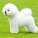 프리제(frise) 이미지