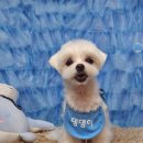 바비펫살롱 이미지