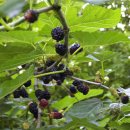 봉산중학교 이미지