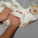 ldH를 흔들건 Oㅏ ㅂㅂr ldH ㄱF 아니ㄹr 이미지