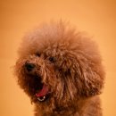 유성숙성삼겹 이미지