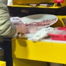 아라횟집 | [속초 방어횟집] 속초중앙시장 방어 맛집 “아라횟집” 내돈내산 솔직후기