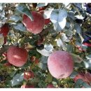 효성농장 이미지