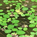 대성사목불좌상 이미지