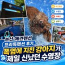 프리독 | 논산 애견펜션 프리독펜션 후기, 폭염에 지친 강아지가 제일 신났던 수영장
