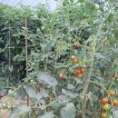 동방시장 이미지