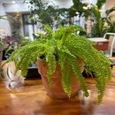 정원출장 | 보스턴고사리 키우기 출장 분갈이 비용 및 후기 도희정원