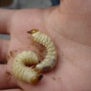 (주)애사랑 이미지