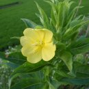 광탄유원지 이미지