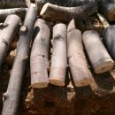 고능말로 이미지