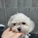 코코 SALON 이미지