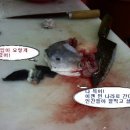 대양복어 이미지