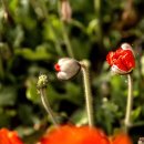 경안천습지생태공원 Daum카페