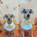 까까보개 이미지