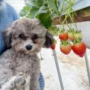 딸기애견 이미지