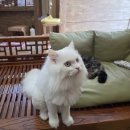 부산고양이미용&호텔 냥스타그램 | 부산 연산동 고양이 미용 후기｜고양이주택 방문하고 힐링까지