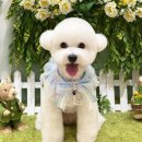 카멜리몽 이미지