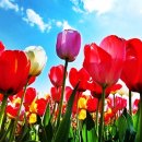 튜울립 이미지