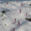 꽃이 피고 비가 내리면 이미지