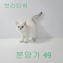 댕댕이냥냥 이미지