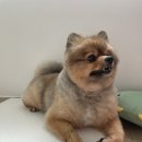 순자상회 강아지 대리석 쿨매트