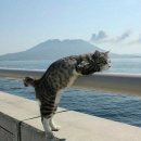 바다냥이네 이미지